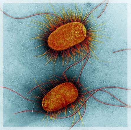 Ecoli_bacteria.jpg