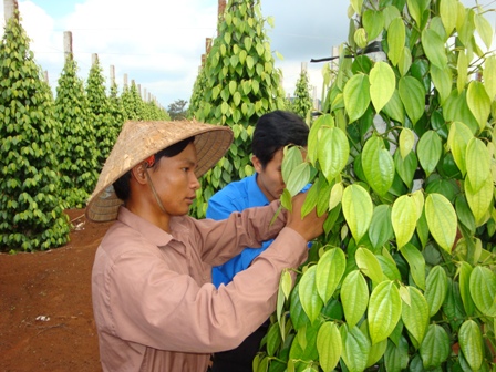Đoàn viên Nguyễn Đức Phước (xã Ea Tân, huyện Krông Năng) chăm sóc vườn hồ tiêu.