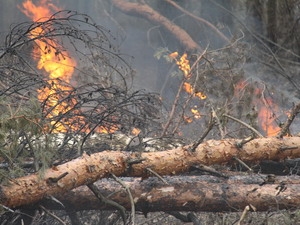 Ngày 10-8, các nhà kinh tế cảnh báo đợt nắng nóng tồi tệ nhất trong lịch sử nước Nga, gây nạn hạn hán và cháy rừng nghiêm trọng, có thể khiến nước này bị thiệt hại tới 15 tỷ USD và ảnh hưởng xấu tới quá trình phục hồi kinh tế khá khiêm tốn của Nga.