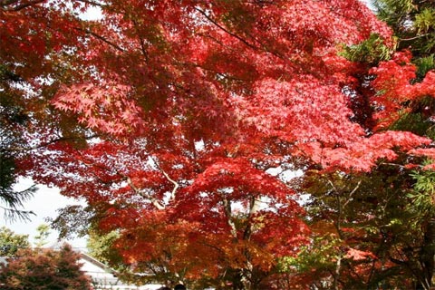 Màu đỏ bừng lên trong nắng