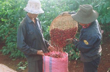 Thu hoạch cà phê có tỷ lệ quả chín cao theo quy định là một trong những yếu tố quyết định chất lượng cà phê. (Ảnh: L.N)