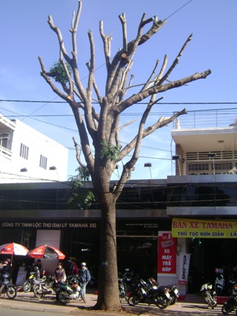 ... Và  cây vừa  bị cưa đốn