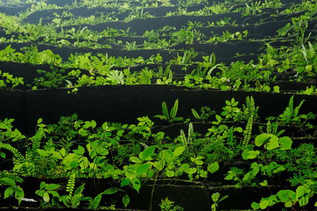 Nơi nào có nắng gió chiếu vào là nơi đó có màu xanh của sự sống sinh sôi trong hang Sơn Đoòng, một thế giới hoàn toàn khác với sự trần trụi, tối đen như mực thường thấy ở hầu hết các hang động khác