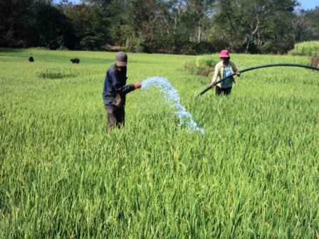 Nông dân nỗ lực cứu lúa bị hạn.