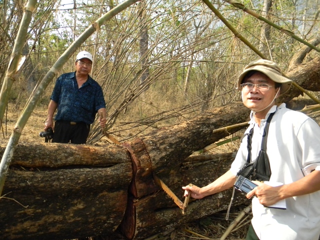 và cả cưa tay lâm tặc cũng chẳng buồn mang về mà để sẵn trên một thân gỗ đang còn xẻ dở dang...