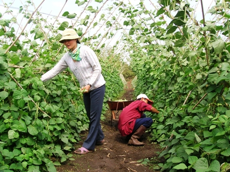 Khuyến khích người sản xuất thực hiện quy trình sản xuất rau an toàn.