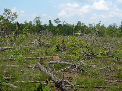 Chúng tôi thật sự ngỡ ngàng trước cảnh hàng nghìn ha rừng bị chặt trụi
