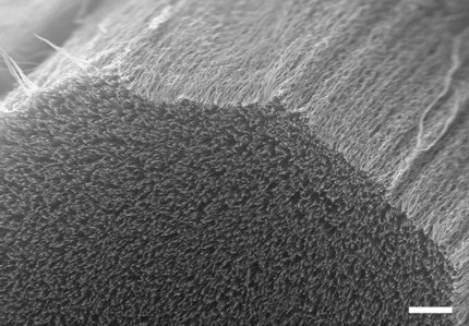 "Rừng sợi cacbon"