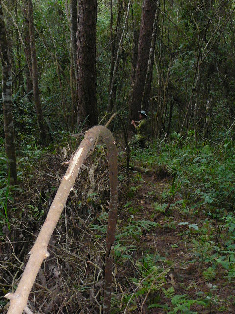 Bẫy khắp nơi trong rừng