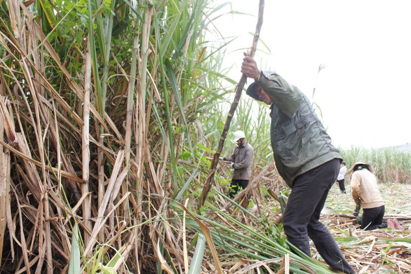 Nông dân xã Ea Pil (huyện M'Drak) cũng có vụ mía ngọt ngào