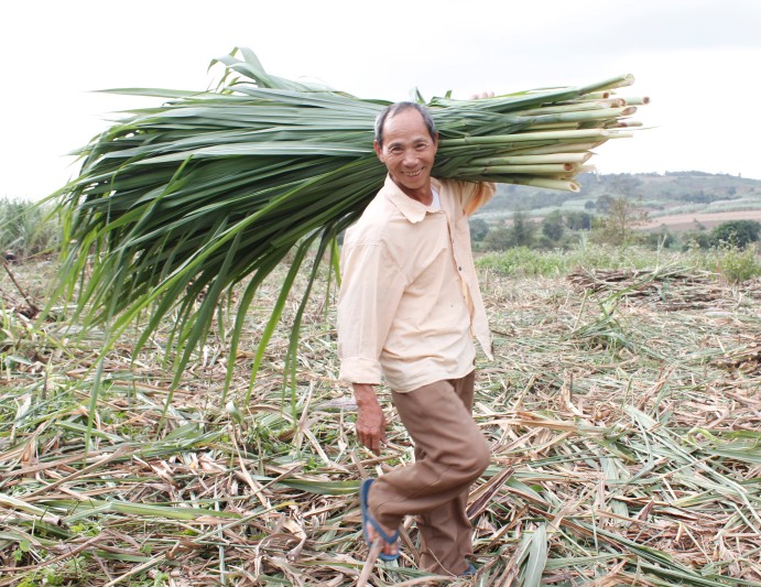 Lá mía được tận dụng làm thức ăn cho gia súc