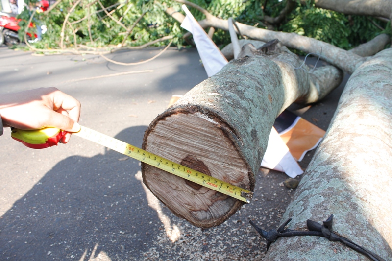 Đường kính ngọn gần 20cm