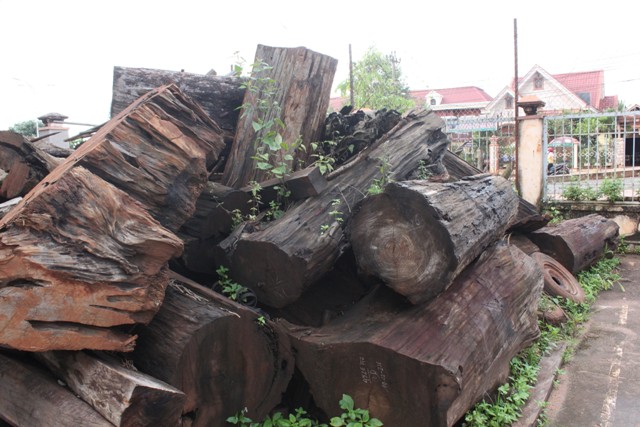 Thủy tùng đang đối diện với nguy cơ tuyệt chủng do bị kẻ xấu tìm mọi cách đốn hạ. Ảnh trên, gỗ thủy tùng khai thác trái phép bị Hạt kiểm lâm huyện Ea Hleo bắt giữ