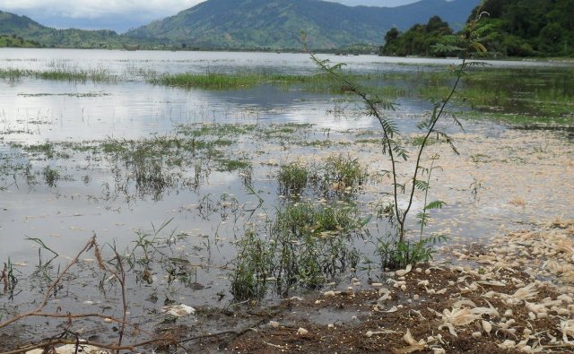 Rác thải nông nghiệp và cỏ dại mọc lan khiến diện tích mặt nước hồ Lak bị thu hẹp