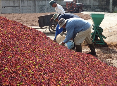 Chất lượng cà phê Dak Lak được cải thiện và nâng cao hơn tính từ khâu thu hái, chế biến… Ảnh: Đ.Đ