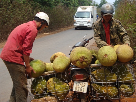 ...và phải có kỹ thuật xếp để mỗi xe chở được 300 kg mít