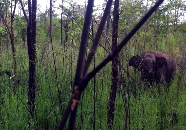 Con voi rừng bị dính bẫy