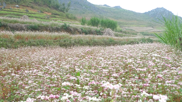 Hoa tam giác mạch dệt thảm trên cao nguyên đá