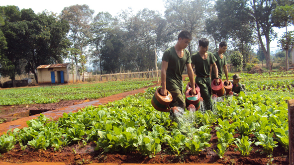 Nhờ đẩy mạnh công tác tăng gia, sản xuất các đơn vị bộ đội đã tự túc được 100% rau xanh các loại.