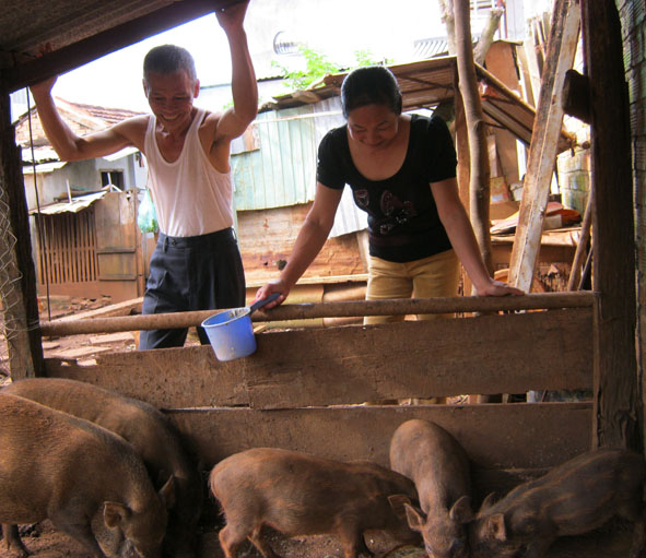 Bác Phong cùng vợ chăm sóc đàn heo.