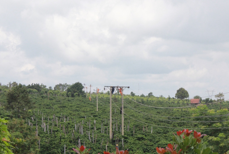 Đường dây 471 có ý nghĩa rất quan trọng trong hệ thống lưới điện ở huyện Ea H’Leo