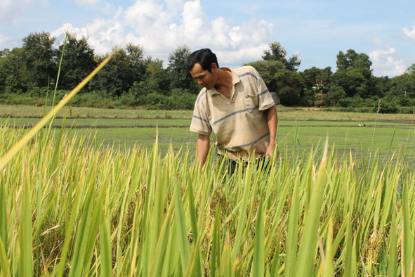 Anh Y Thắt Bkrông (buôn M’blớt, xã Ea Bông) đi thăm ruộng lúa của gia đình.
