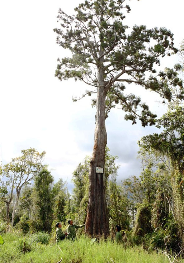 Nhân viên kiểm lâm Khu bảo tồn loài - sinh cảnh thông nước đang kiểm tra một cây thủy tùng.