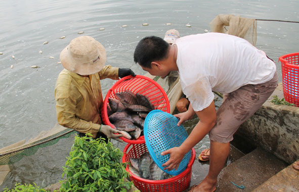 Nông dân xã Ea Kao thu hoạch cá rô phi bán cho thương lái.