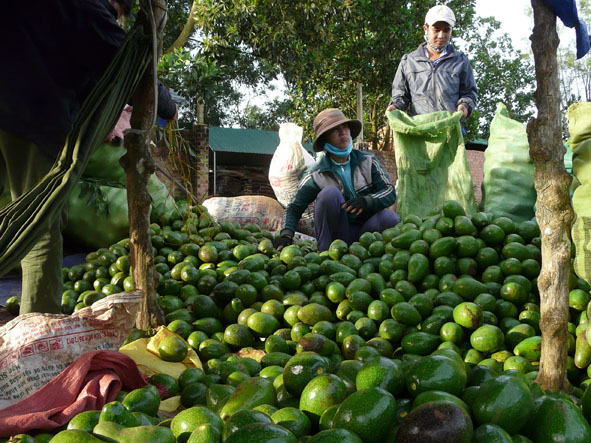 Thu mua bơ trái nhập cho Công ty TNHH Thu Nhơn (TP. Buôn Ma Thuột).