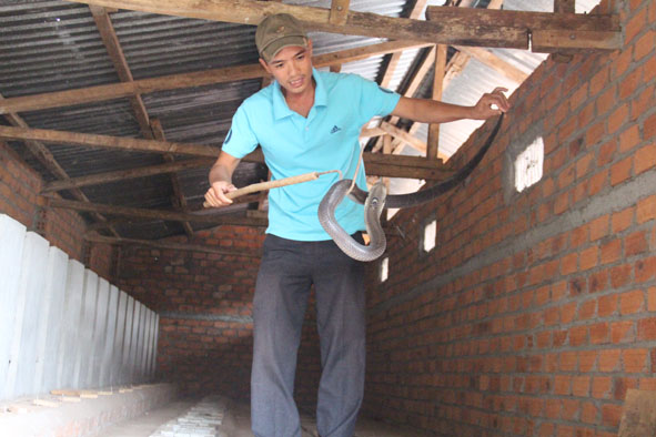 Anh Nguyễn Văn Thủy, ĐVTN Chi đoàn thôn Phước Thọ 1, xã Ea Phê đang nuôi hơn 1.000 con rắn hổ mang và hổ trâu.