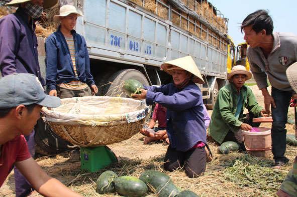 Với giá thành ổn định nhiều hộ dân ở thôn Đông Sơn, xã Hòa Hiệp đã có thu nhập khá hơn nhờ trồng dưa hấu