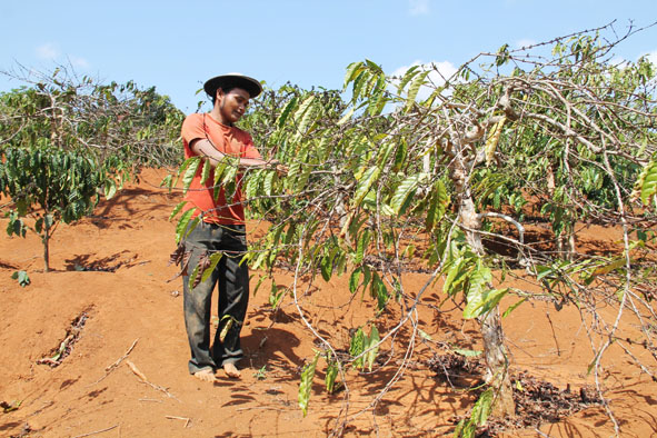 Nhiều diện tích  cà phê ở xã Ea Sol, huyện  Ea H’leo bị  héo khô do  không có nước tưới.