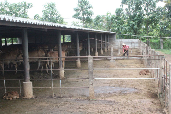 Gom chất thải chăn nuôi tại Công ty TNHH MTV Cà phê Ea Pốk , thị trấn Ea Pốk, huyện Cư M’gar.