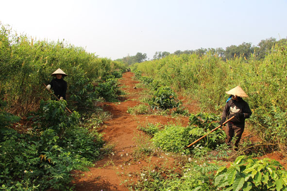 Chăm sóc vườn cà phê tái canh tại huyện Krông Pắc.