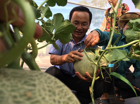 Mô hình trồng dưa lưới cho năng suất cao.