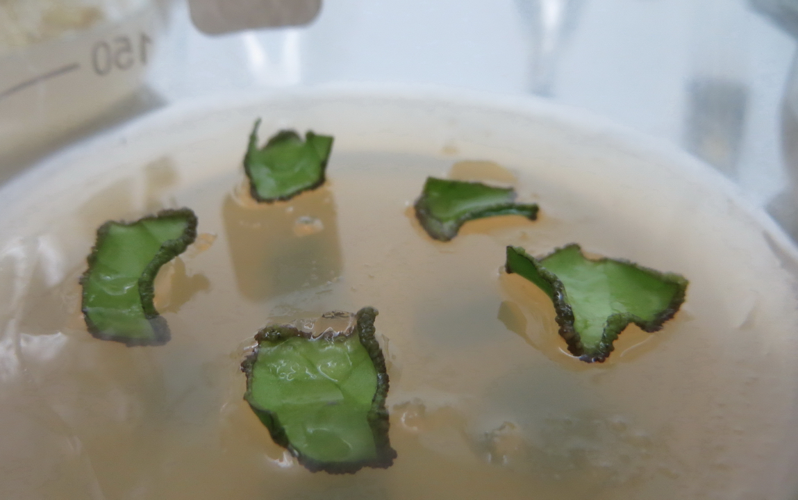 Các mẫu lá sau khi được lựa chọn sẽ được khử trùng