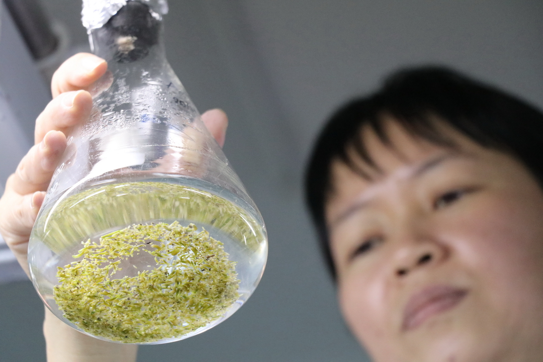 Qui trình nhân mô sẹo