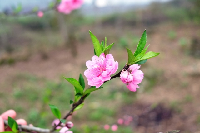 Vẻ kiêu hãnh của những bông hoa nở muộn.
