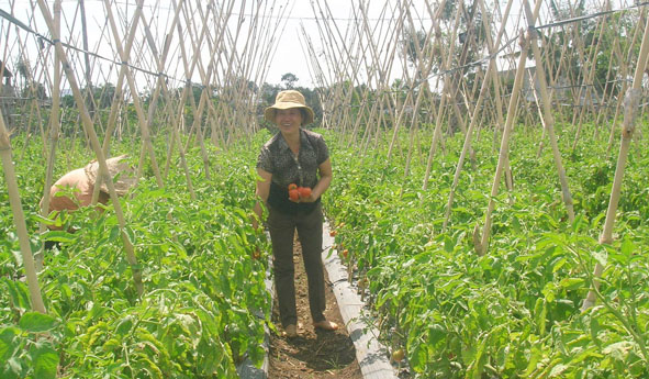 Nông dân thu hoạch sản phẩm rau, quả ở HTX sản xuất rau an toàn Toàn Thịnh (huyện Cư M’gar).  