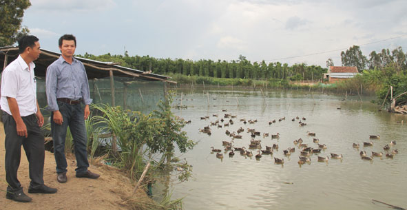 Trang trại nuôi vịt trời của anh Quách Minh Chung.