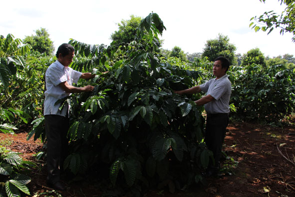  Công nghệ tưới  tiết kiệm nước  bằng  hệ thống phun mưa tại gốc của  Viện  Khoa học kỹ thuật Nông lâm nghiệp  Tây Nguyên.   