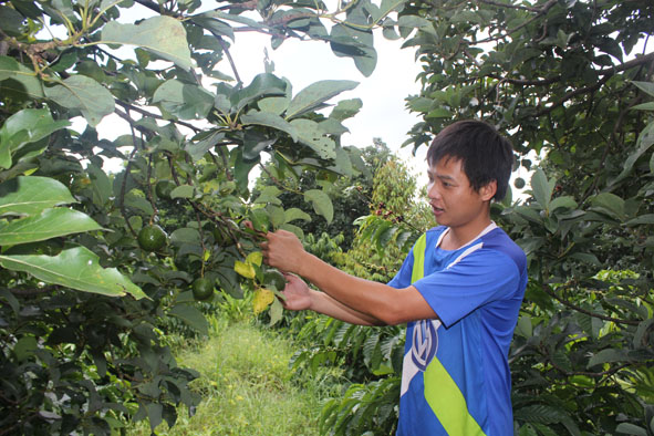 Hầu hết bơ Booth của gia đình anh Hà Công Đảng (xã Hòa Thắng, TP. Buôn Ma Thuột) cho quả rất ít.  