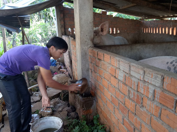 Anh Hoàng Đình Hanh (buôn Pon 2, xã Bình Thuận, TX. Buôn Hồ) chăm sóc đàn heo của gia đình.