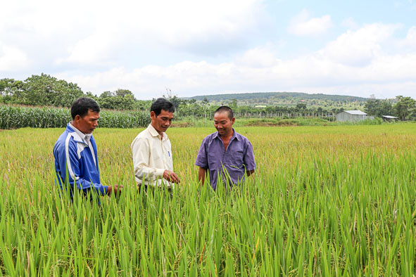 Cán bộ Trạm Khuyến nông huyện Ea H'leo (giữa) kiểm tra mô hình lúa lai Bio 404 tại xã Ea Hiao.