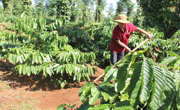 Ông Hoàng Văn Nhân (xã Ea Tiêu) đang chăm sóc vườn cà phê của gia đình.