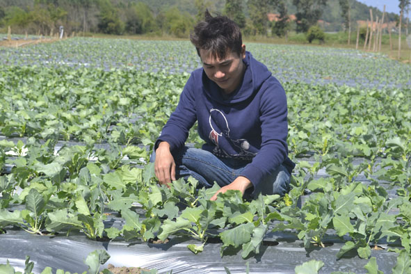 Anh Long sử dụng bạt để giữ độ ẩm và hạn chế cỏ dại cho vườn rau.