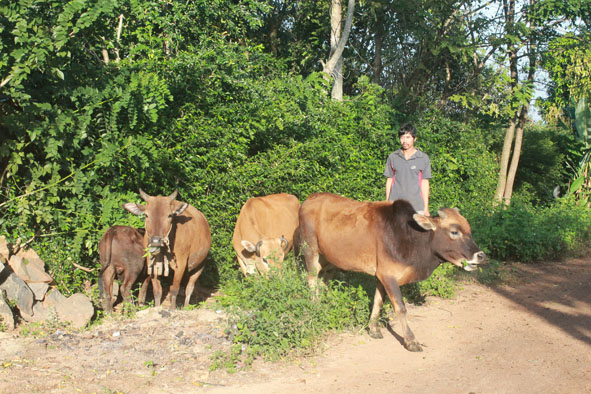 Nhờ được hỗ trợ chăn nuôi bò, gia đình anh Y Bhông Kbuôr (buôn Kom Leo, Xã Hòa Thắng, TP. Buôn Ma Thuột) đã vươn lên thoát nghèo. Ảnh: H.Thủy