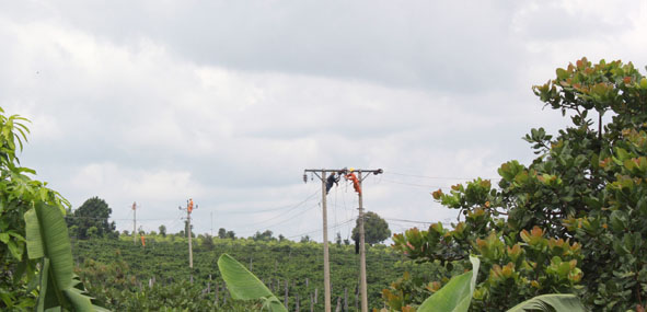 Đường dây 471 Ea H’leo được Công ty Điện lực Đắk Lắk đầu tư nâng cấp bảo đảm an toàn. Ảnh: M.Thông