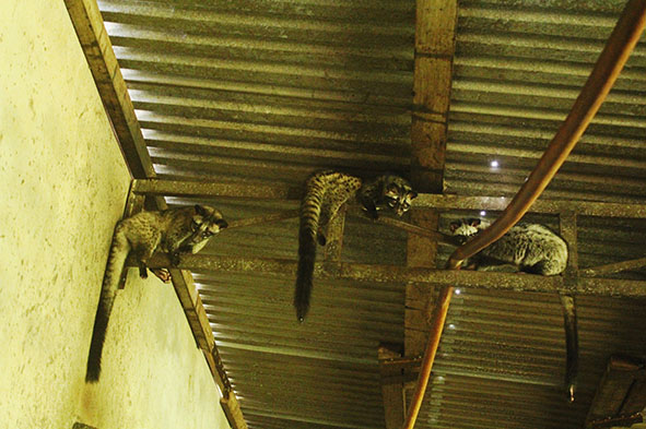 Chồn nuôi ở trong trang trại của anh Quốc Khánh.