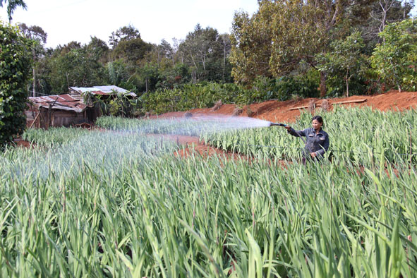 Chị Nguyễn Thị Kim Ánh chăm sóc vườn Lay ơn.